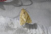 Cosmia trapezina