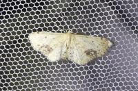Idaea dimidiata