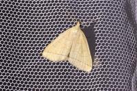 Herminia tarsipennalis