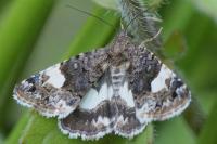 Tyta luctuosa