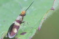 Micropterix aglaella