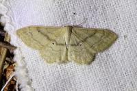 Idaea deversaria