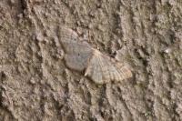Idaea fuscovenosa