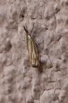 Chrysocramboides craterellus