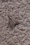 Mecyna asinalis