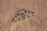 Biston betularia