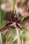 Autographa gamma