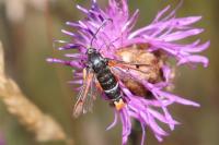 Pyropteron chrysidiforme