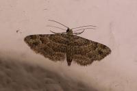 Gymnoscelis rufifasciata