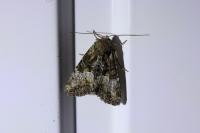 Oligia latruncula/strigilis/versicolor
