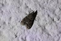 Eudonia mercurella