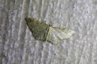 Idaea fuscovenosa