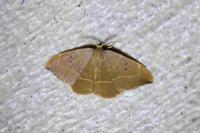 Watsonalla uncinula