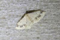 Idaea trigeminata