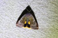 Noctua janthe/janthina