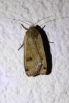 Noctua pronuba