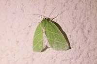 Bena bicolorana