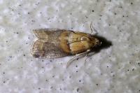 Acrobasis repandana