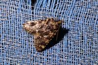 Aglossa caprealis