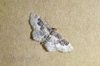 Idaea rusticata