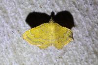 Camptogramma bilineata