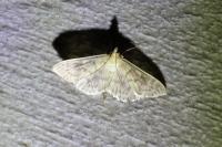 Patania ruralis