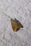 Udea ferrugalis