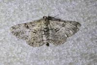Peribatodes rhomboidaria