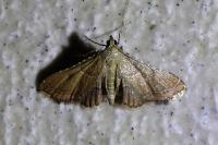 Endotricha flammealis