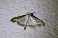 Cydalima perspectalis