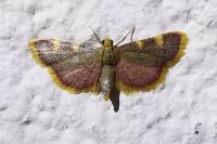 Hypsopygia costalis