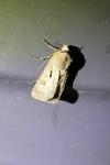 Agrotis exclamationis