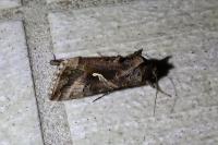 Autographa gamma