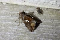 Macdunnoughia confusa