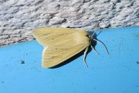Mythimna pallens