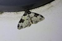 Xanthorhoe fluctuata