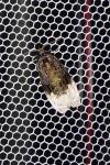 Apotomis betuletana