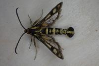 Chamaesphecia tenthrediniformis