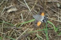 Macroglossum stellatarum