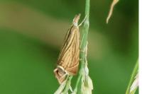 Chrysoteuchia culmella