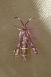 Pyropteron meriaeforme
