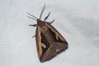 Deltote uncula