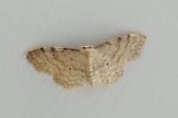 Idaea fuscovenosa