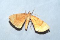 Gandaritis pyraliata