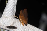 Watsonalla binaria
