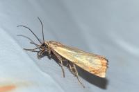 Chrysoteuchia culmella