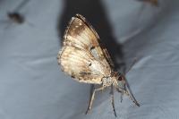 Epirrhoe rivata