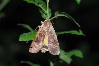 Noctua pronuba