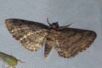 Eupithecia inturbata