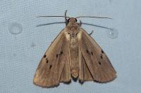 Pelosia muscerda